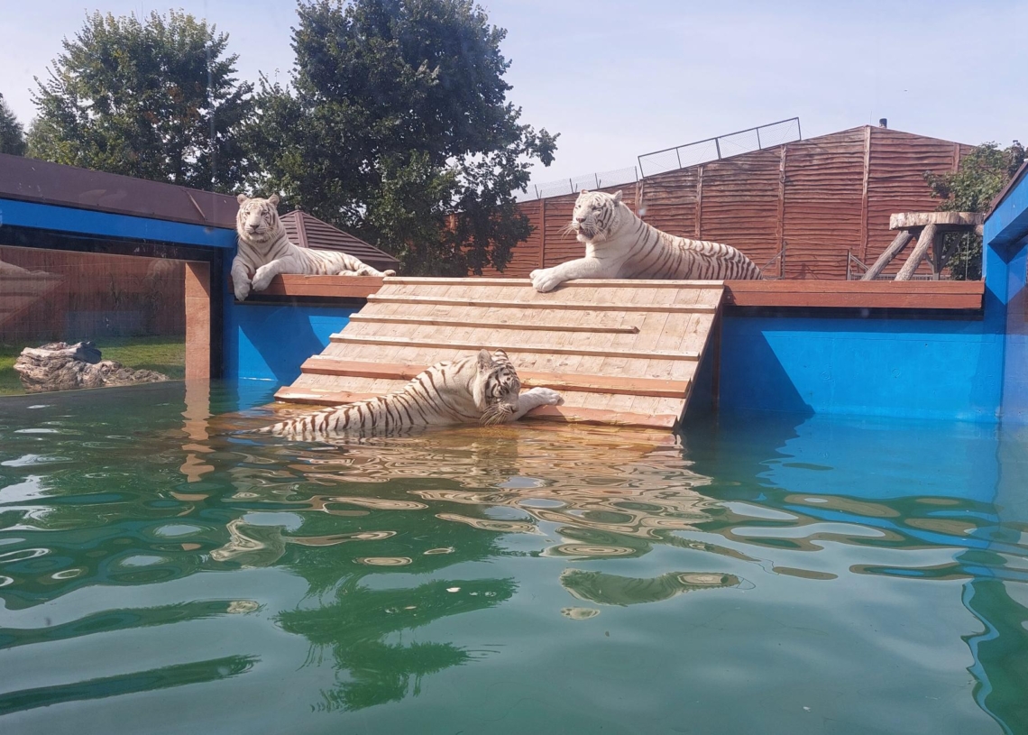 Tygrysy bengalskie w Zoo Borysew. Fot.:Marzena Grzelak