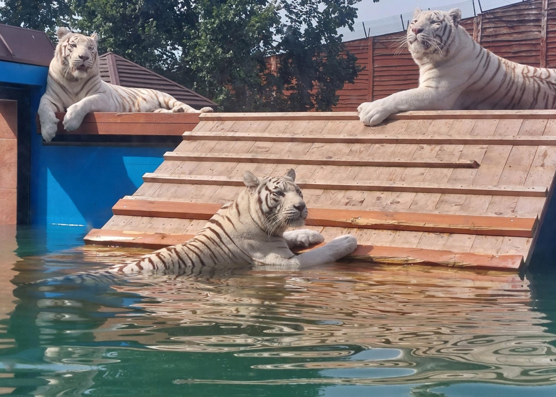 Tygrysy bengalskie w Zoo Borysew. Fot.:Marzena Grzelak