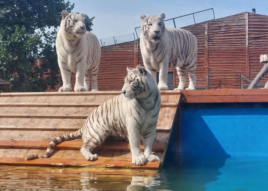 Tygrysy bengalskie w Zoo Borysew. Fot.:Marzena Grzelak