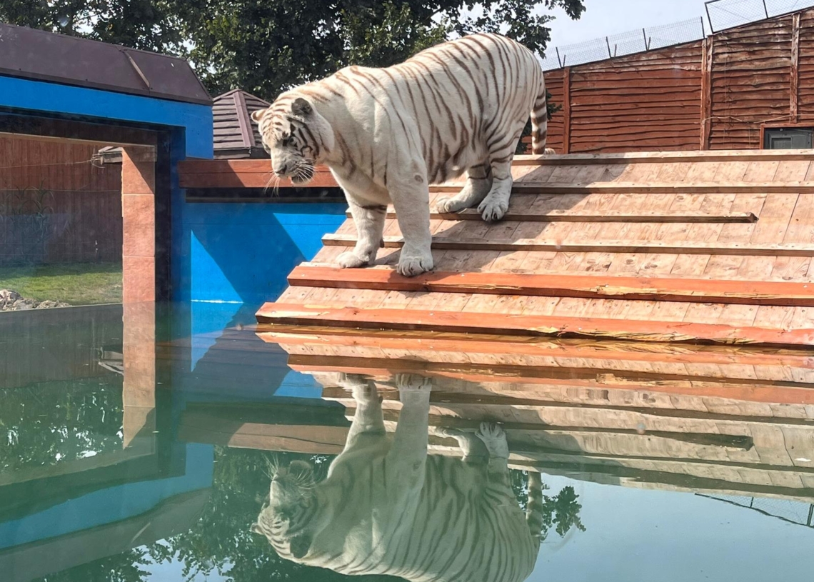 Tygrysy bengalskie w Zoo Borysew. Fot.:Marzena Grzelak
