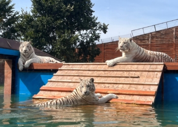 Tygrysy bengalskie w Zoo Borysew. Fot.:Marzena Grzelak