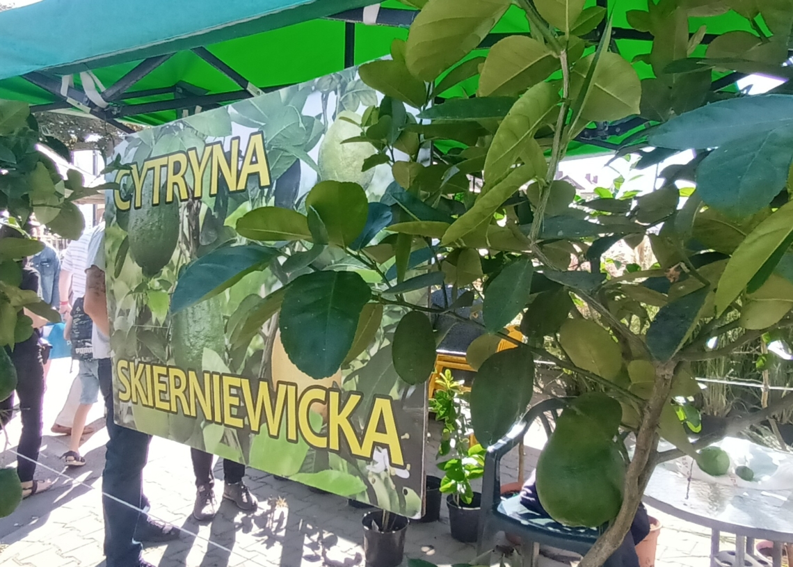 Święto Kwiatów, Owoców i Warzyw w Skierniewicach