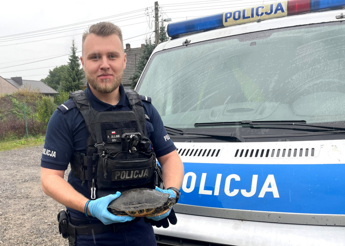 Nietypowa interwencja w Sulejowie. Zgłoszenie dotyczyło żółwia 1 Nietypowa interwencja w Sulejowie