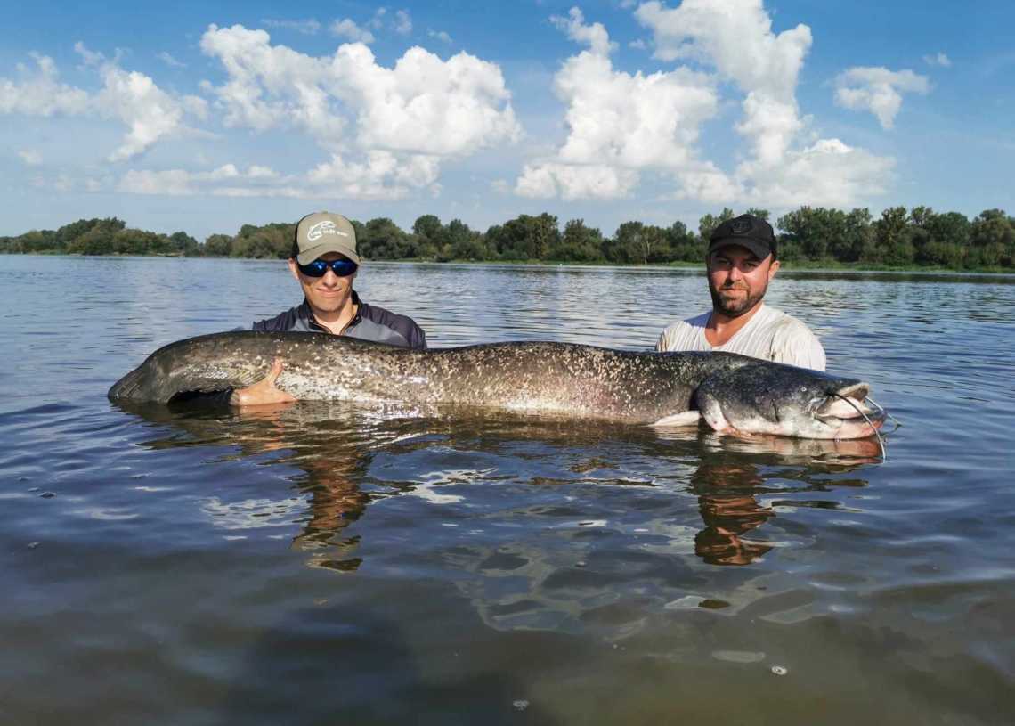 Gigantyczny sum, ważący 80 kg, został złowiony przez bełchatowianina