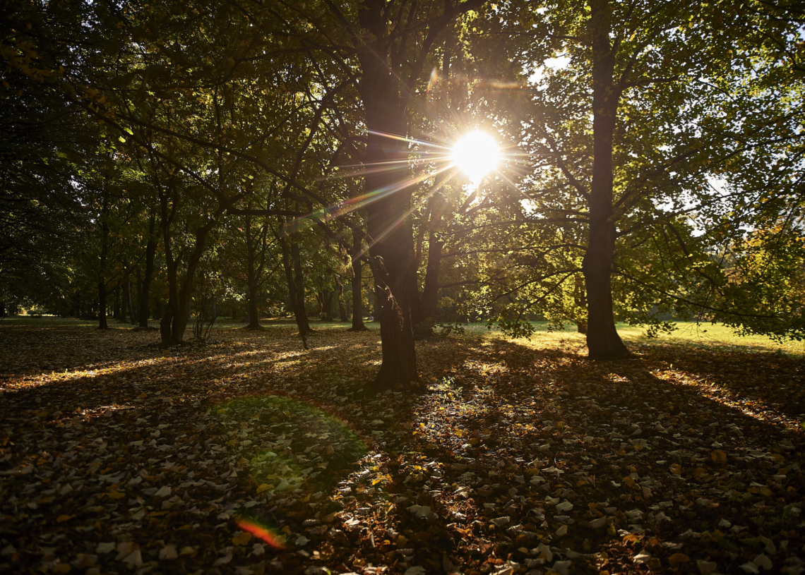 Od dzisiaj (23 września) jesień w kalendarzu, od przyszłego weekendu w Ogrodzie Botanicznym