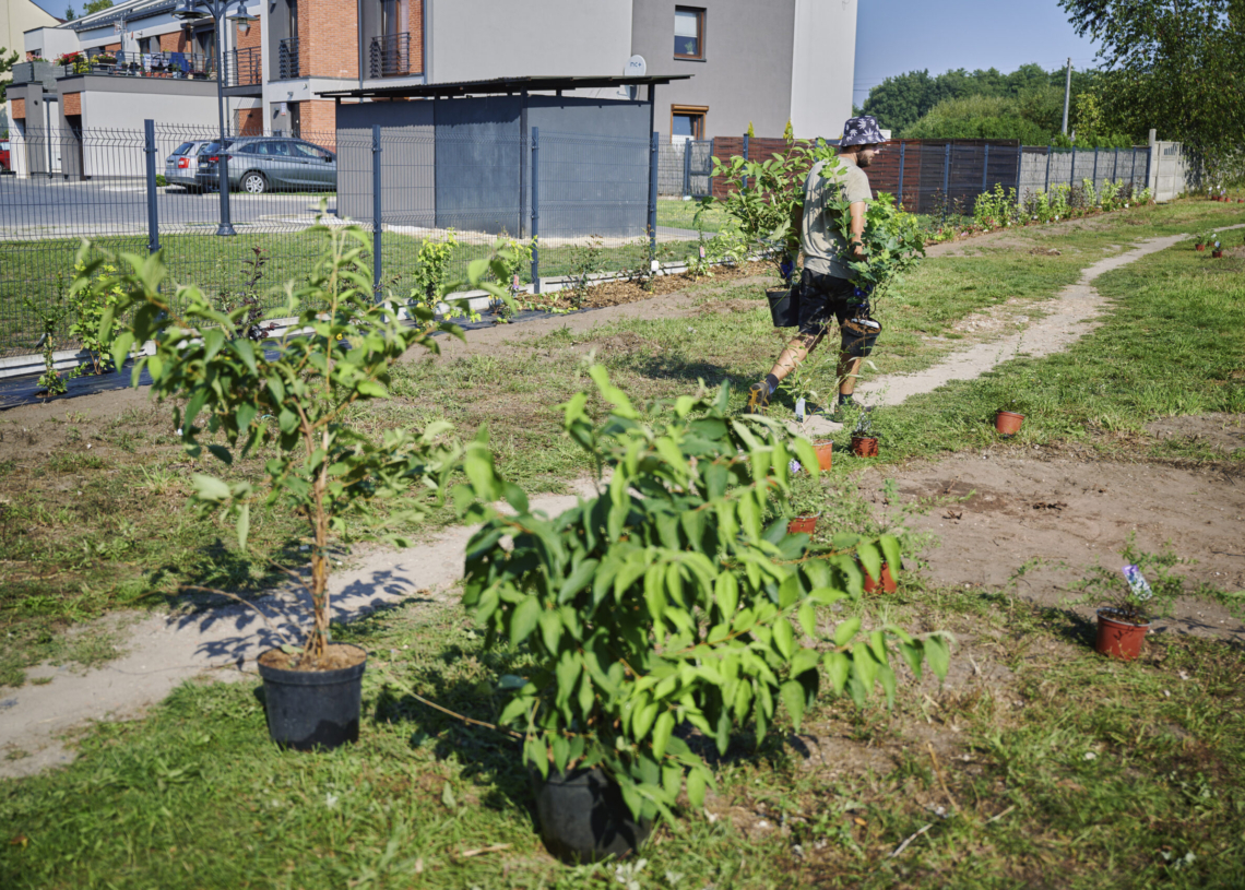 250 nowych krzewów w Parku nad Jasieńcem [ZDJĘCIA]
