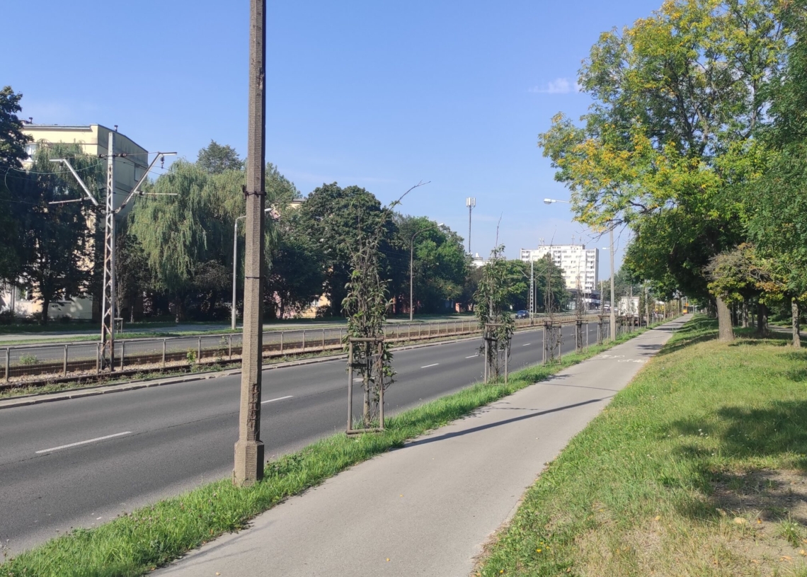 Uschnięte drzewa przy ul. Paderewskiego