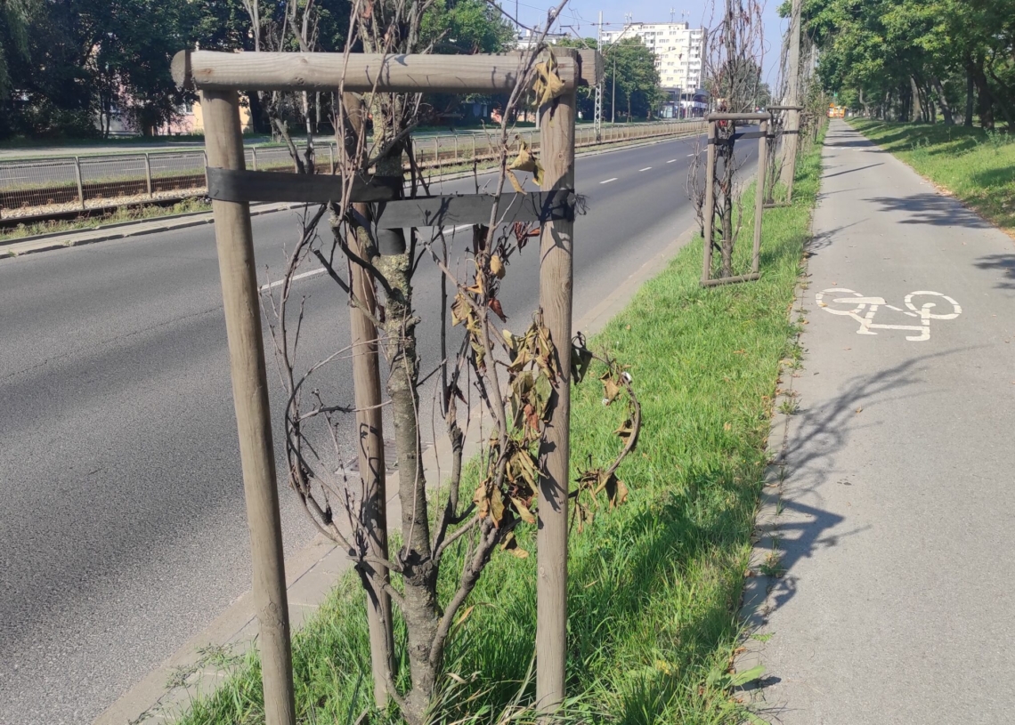 Uschnięte drzewa przy ul. Paderewskiego