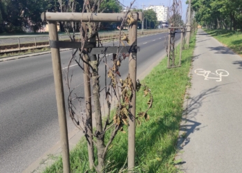 Uschnięte drzewa przy ul. Paderewskiego