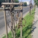 Uschnięte drzewa przy ul. Paderewskiego w Łodzi. Dlaczego nie przetrwały upalnego lata? 7 Uschnięte drzewa przy ul. Paderewskiego