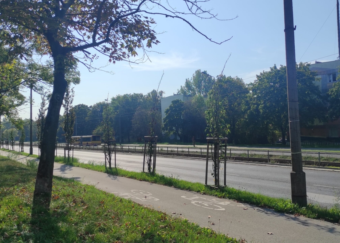 Uschnięte drzewa przy ul. Paderewskiego