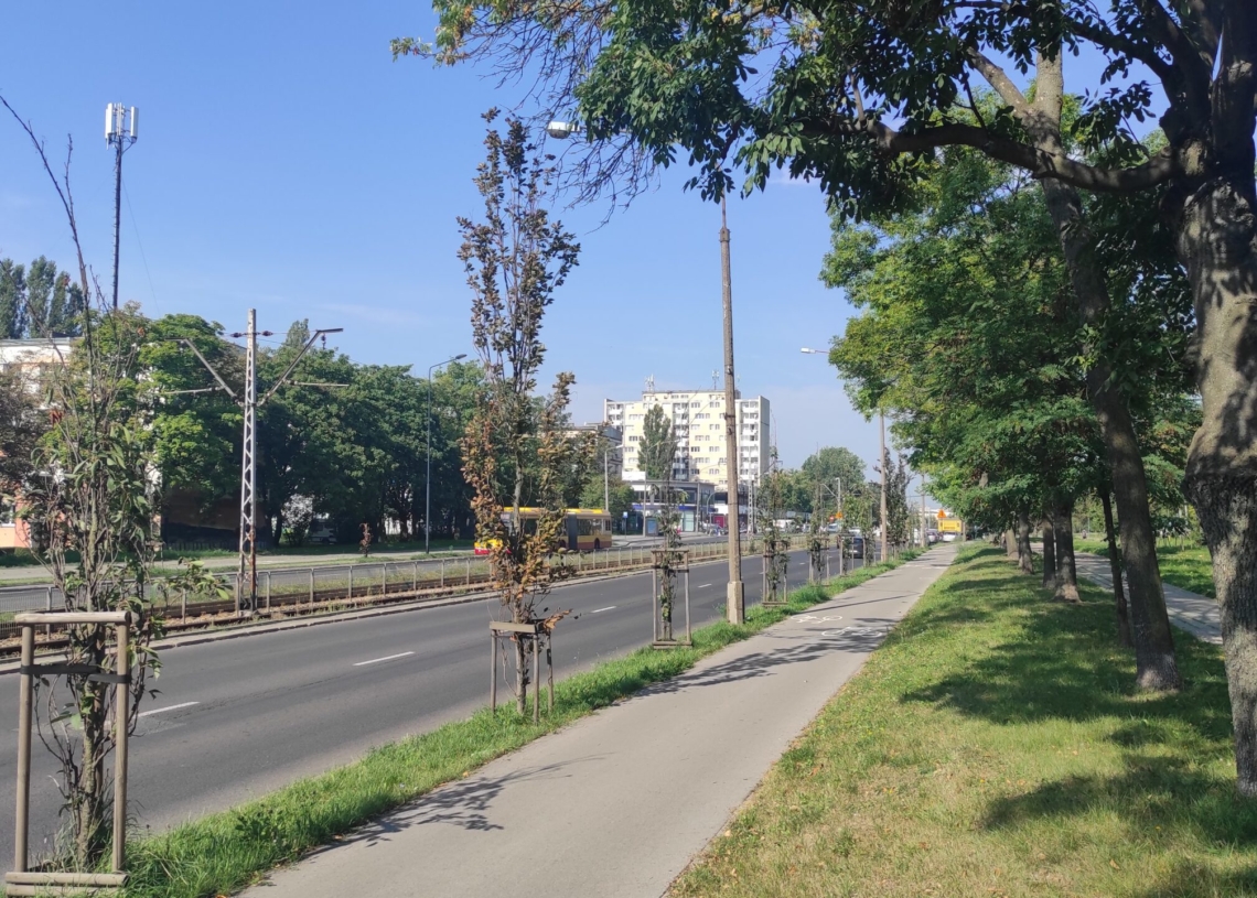 Uschnięte drzewa przy ul. Paderewskiego
