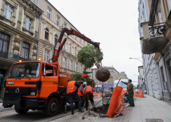 Jesienią zostanie posadzonych w Łodzi 50 tys. drzew 5 posadzonych w Łodzi