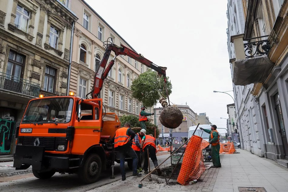 Jesienią zostanie posadzonych w Łodzi 50 tys. drzew 1 posadzonych w Łodzi