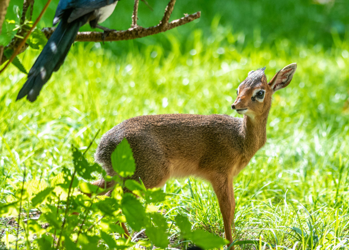 Nowi mieszkańcy Orientarium - dikdik