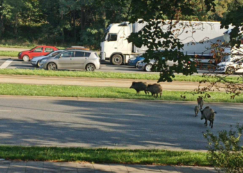 Dziki na Widzewie