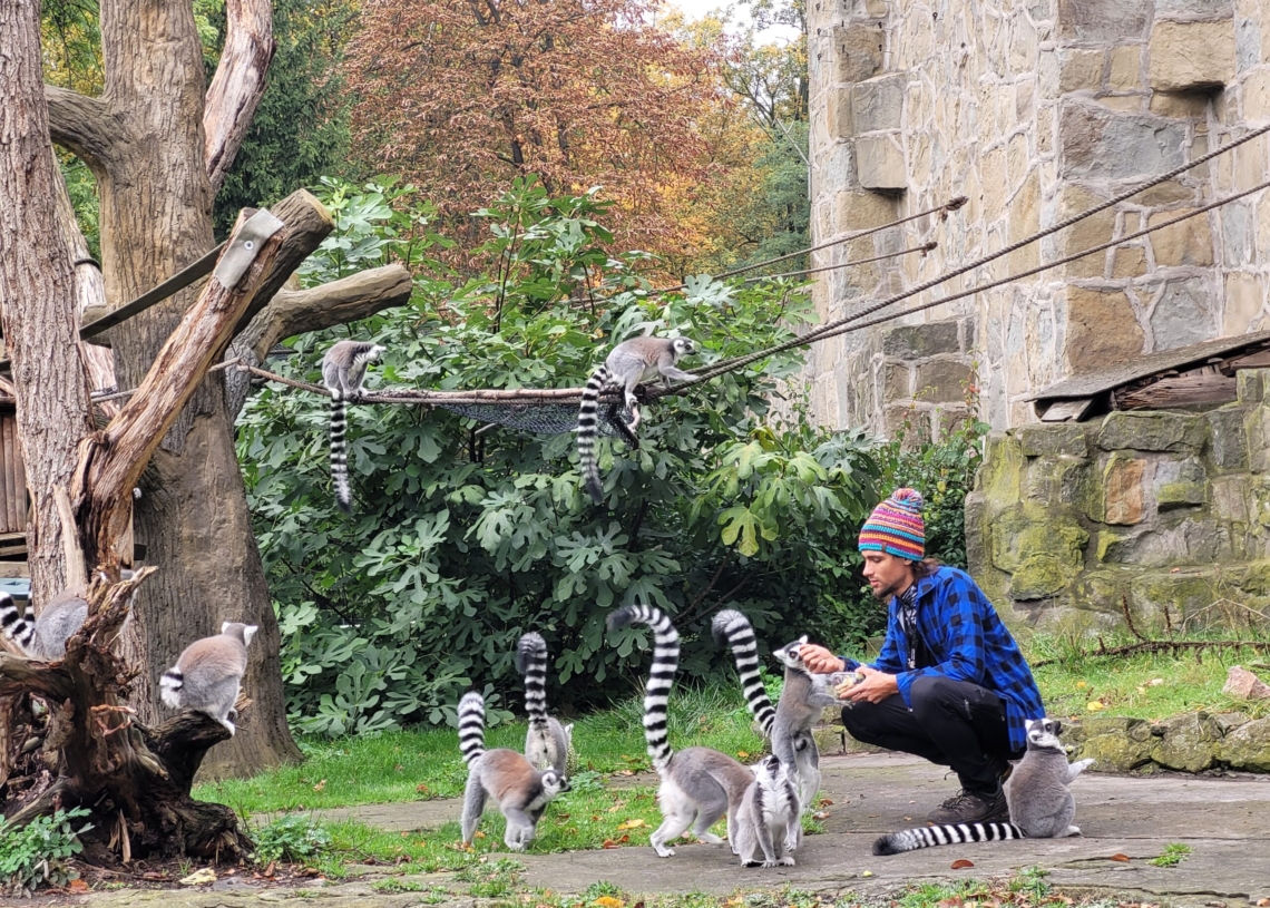 Światowy dzień lemura w łódzkim Orientarium