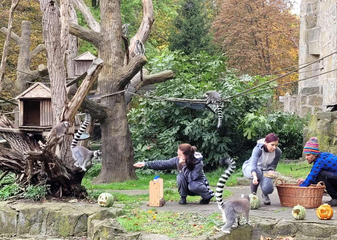 Światowy dzień lemura w łódzkim Orientarium