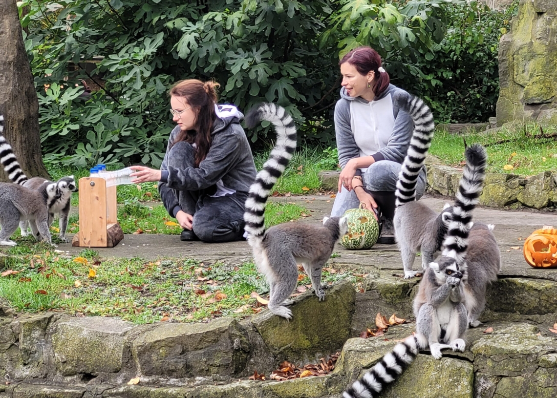 Światowy dzień lemura w łódzkim Orientarium