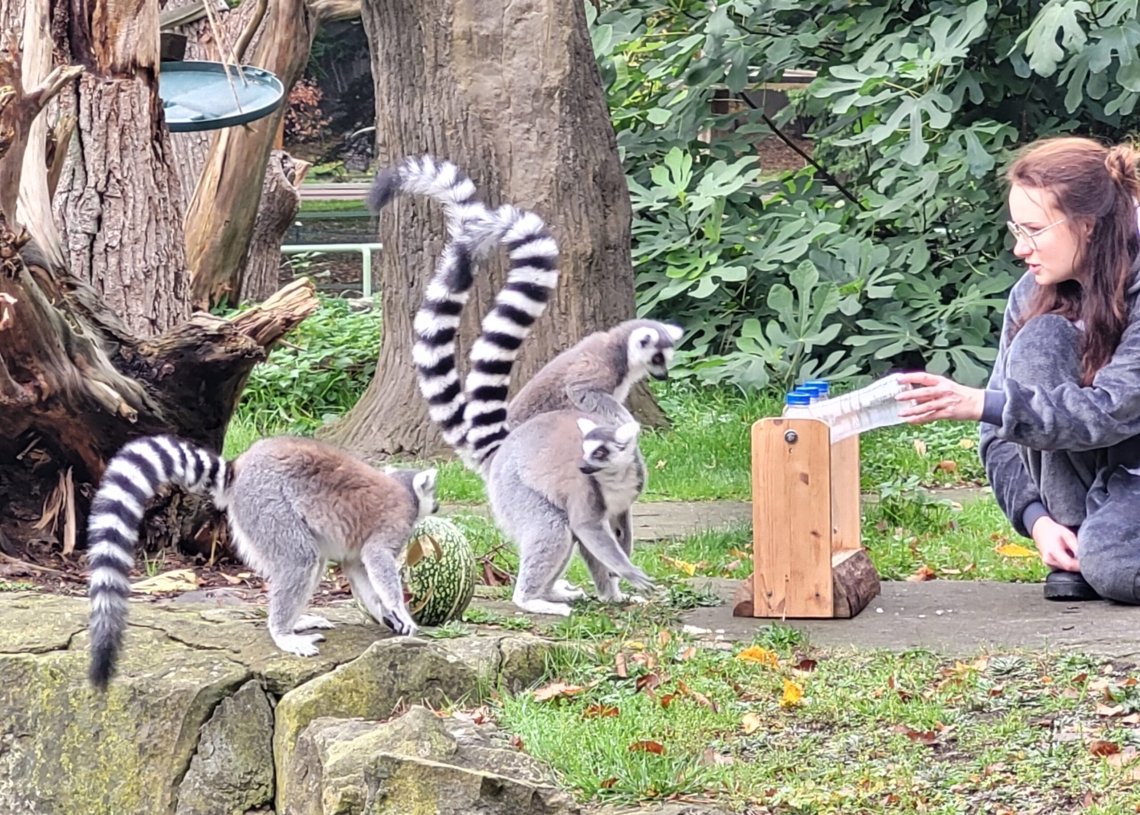 Światowy dzień lemura w łódzkim Orientarium