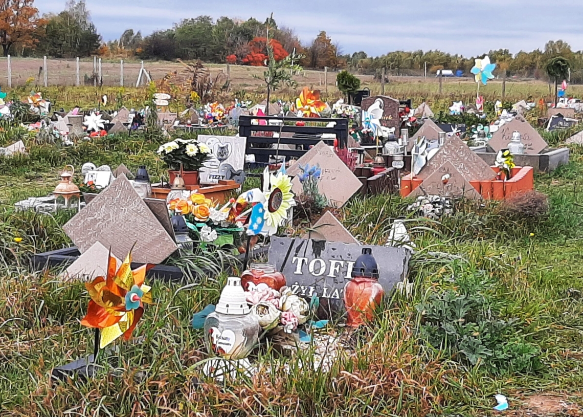 Łódzki cmentarz dla zwierząt. Płonące znicze i świeże bukiety