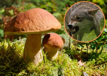 Sezon grzybowy 2023 - wilki w lesie
