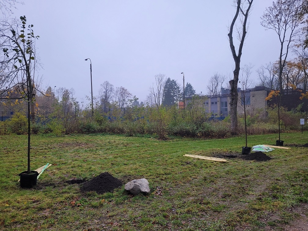 Sadzenie drzew w parku Poniatowskiego w Łodzi. Fot. A.Borowiak