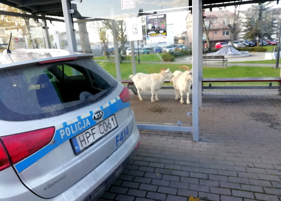 dzikie zwierzęta w miastach