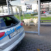 Dzikie zwierzęta w miastach. Ryś dotarł do Łodzi aż z północy Polski, a w Rozprzy kozy trafiły pod wiatę przystankową 7 dzikie zwierzęta w miastach
