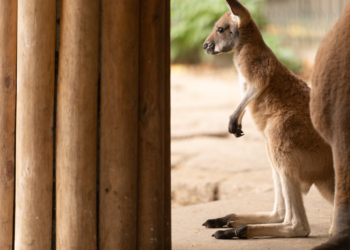 Nowe zwierzaki w Orientarium Zoo Łódź