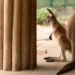 Nowe zwierzaki w Orientarium Zoo Łódź. Małe kangury i wyderki orientalne 6 Nowe zwierzaki w Orientarium Zoo Łódź