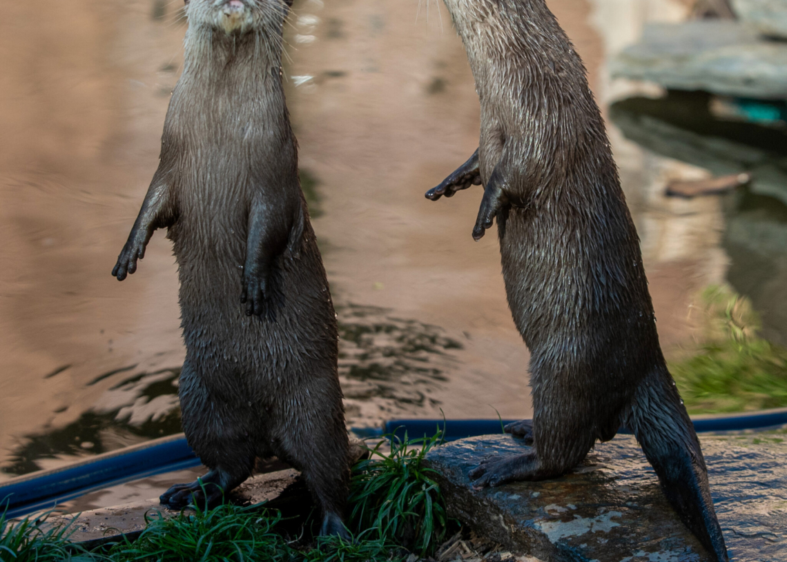 Nowe zwierzaki w Orientarium Zoo Łódź
