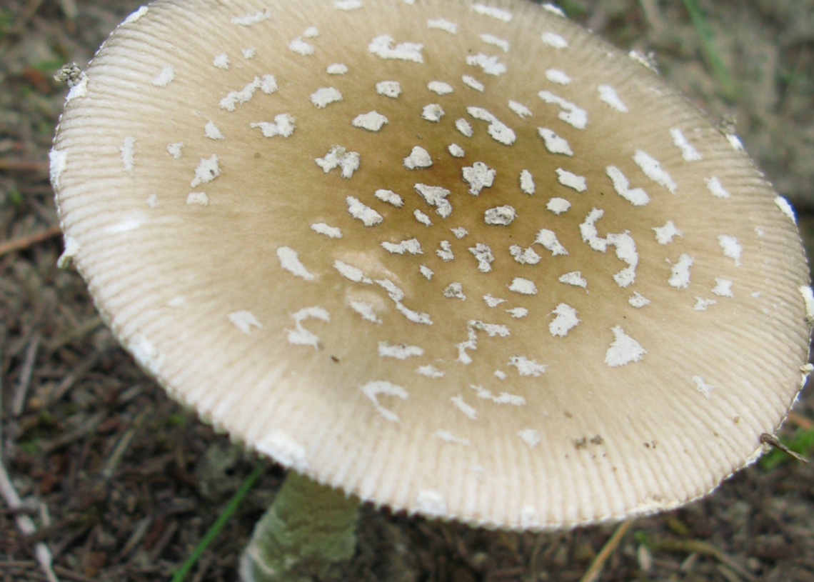 zatrucia muchomorem sromotnikowym