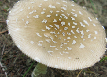 zatrucia muchomorem sromotnikowym