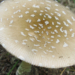 zatrucia muchomorem sromotnikowym