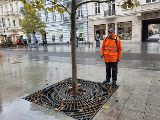 Łódź szczepi drzewa 1 Łódź szczepi drzewa