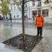 Łódź szczepi drzewa 6 Łódź szczepi drzewa