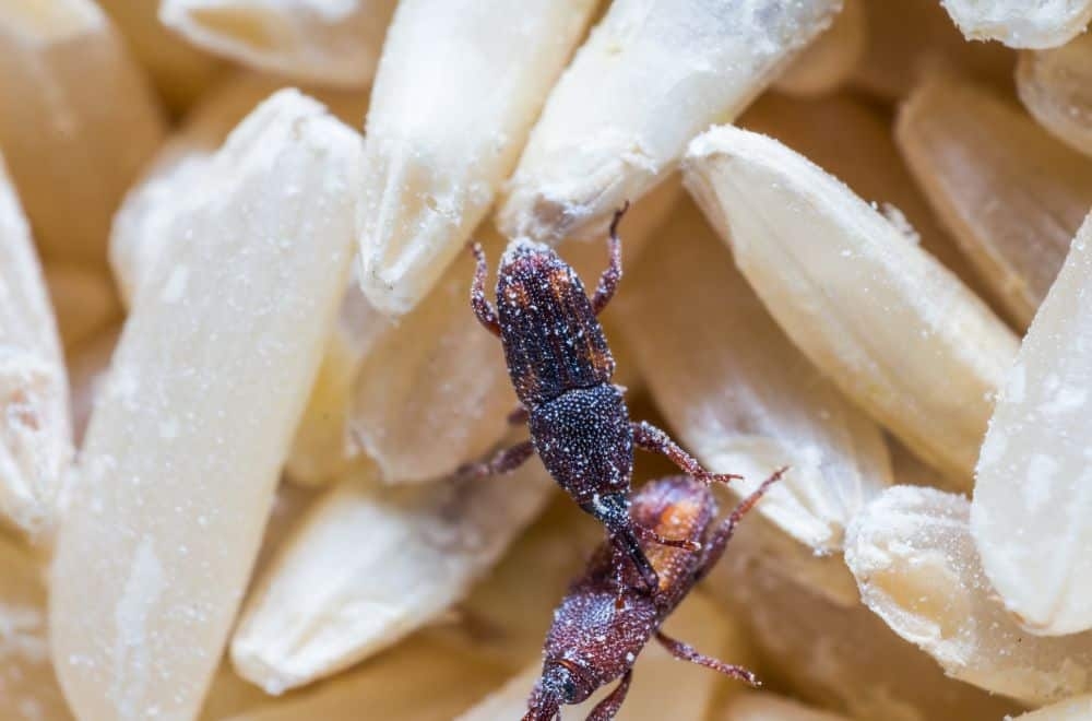 Owady w produktach spożywczych. Biolodzy ostrzegają