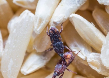 Owady w produktach spożywczych. Biolodzy ostrzegają