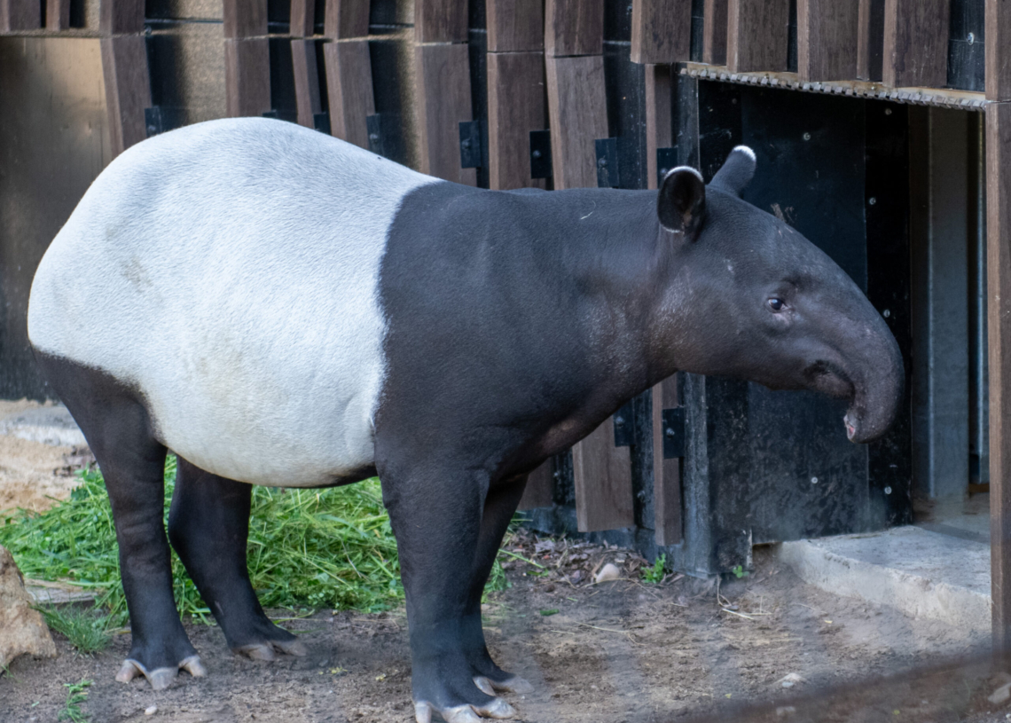 Nowe zwierzaki w Orientarium Zoo Łódź