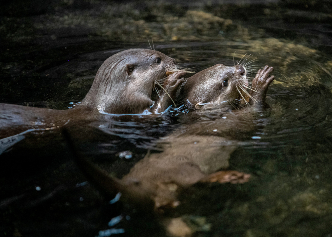 Nowe zwierzaki w Orientarium Zoo Łódź
