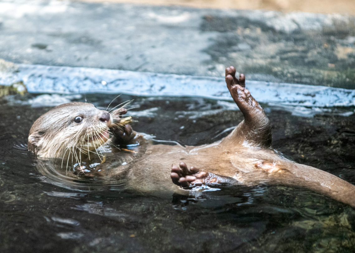 Nowe zwierzaki w Orientarium Zoo Łódź