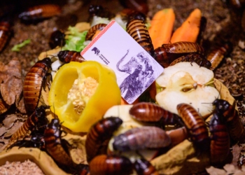 Zabierz kartę roczną karaczanom w łódzkim Orientarium