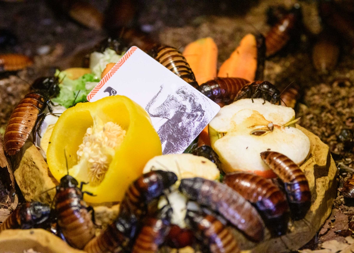 Zabierz kartę roczną karaczanom w łódzkim Orientarium