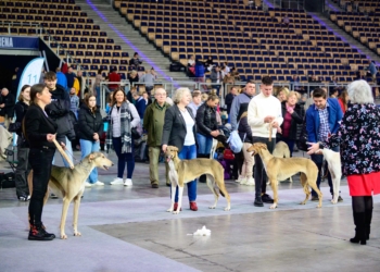 29. Międzynarodowa Wystawa Psów Rasowych