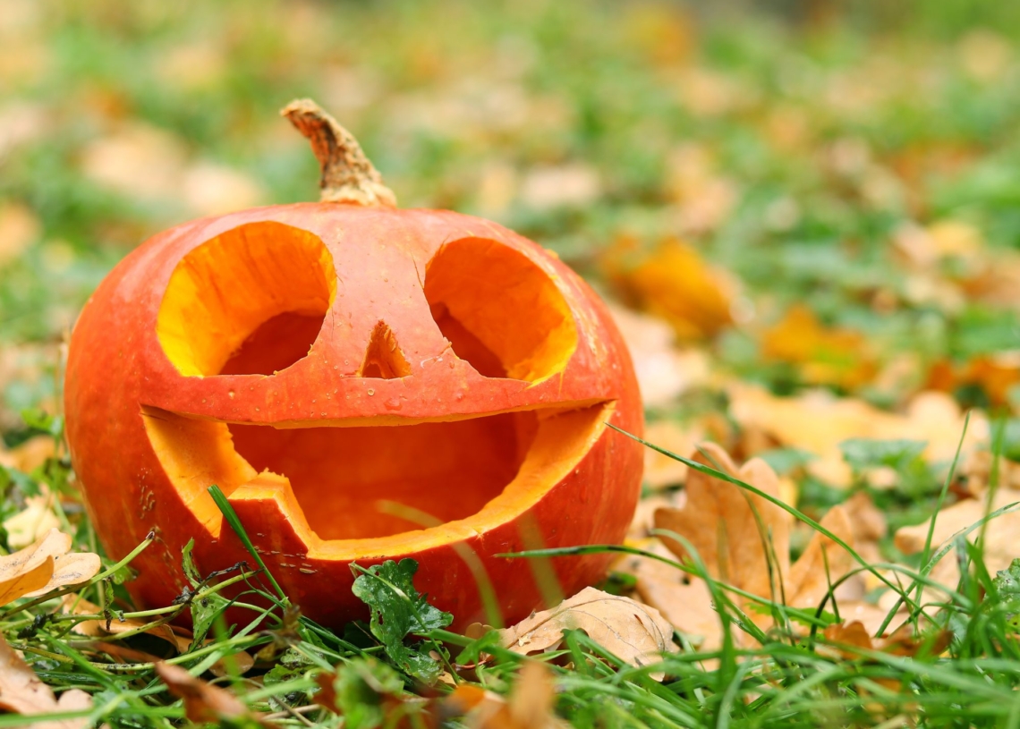 Nie wywoźcie dyń do lasu. Apel leśników po halloween 1 Nie wywoźcie dyń do lasu!