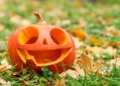 Nie wywoźcie dyń do lasu. Apel leśników po halloween 2 Nie wywoźcie dyń do lasu!