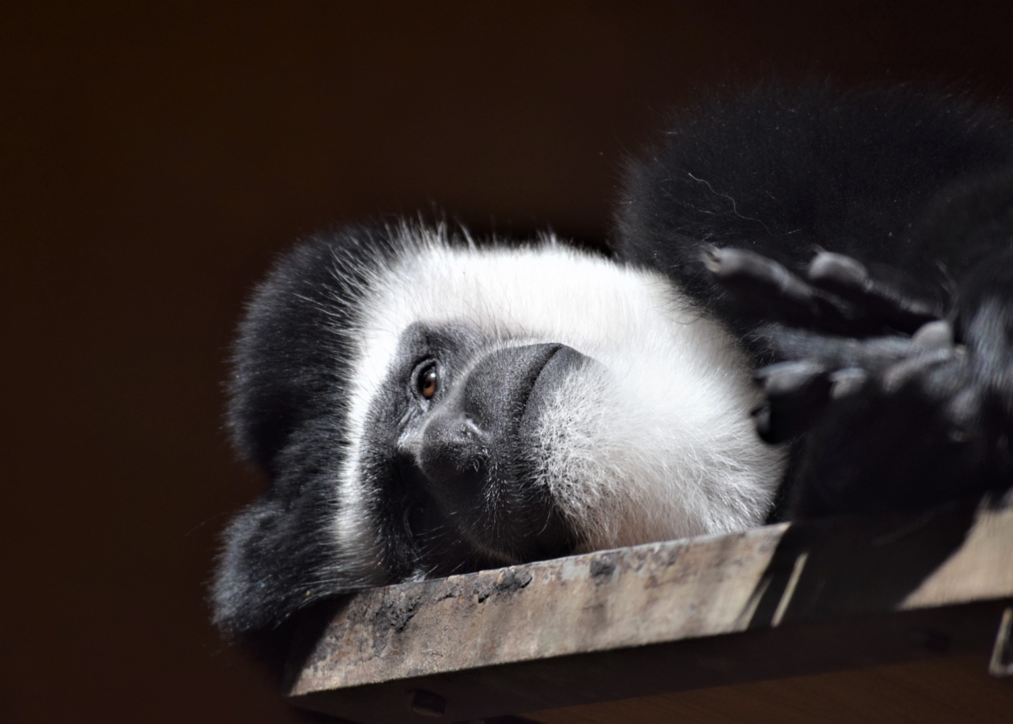 Kolejny mieszkaniec w ZOO Borysew. Do „smutnego” George'a dołączył Sam 1 Kolejny mieszkaniec w ZOO Borysew