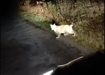 Ryś Rejent pod Piotrkowem?