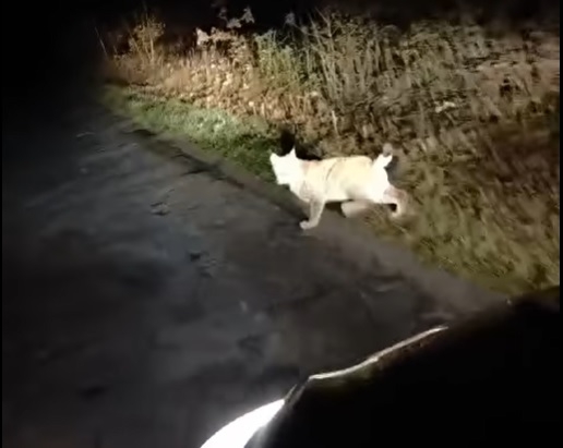 Ryś Rejent pod Piotrkowem?
